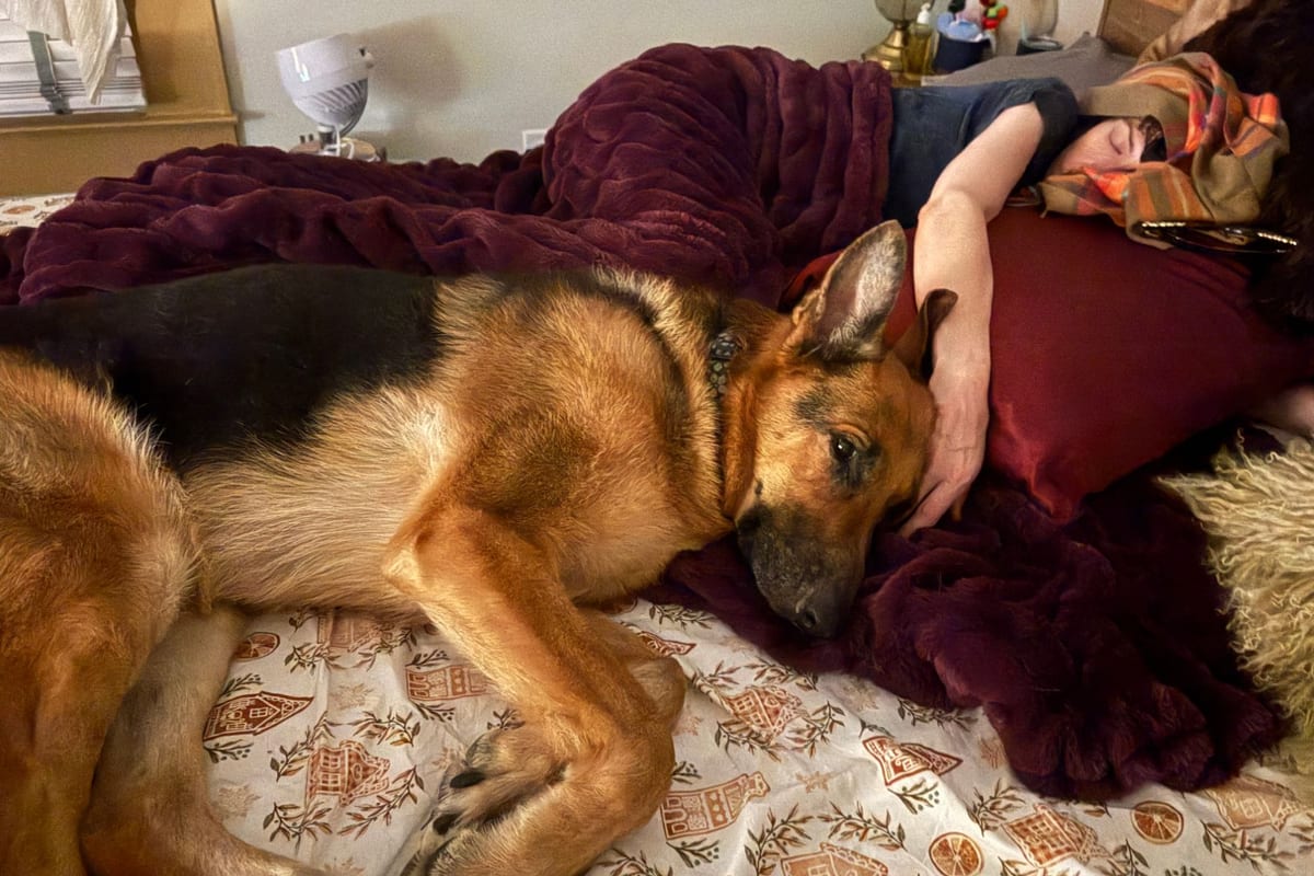 Lolly, a German Shepherd, resting on a burgundy blanket