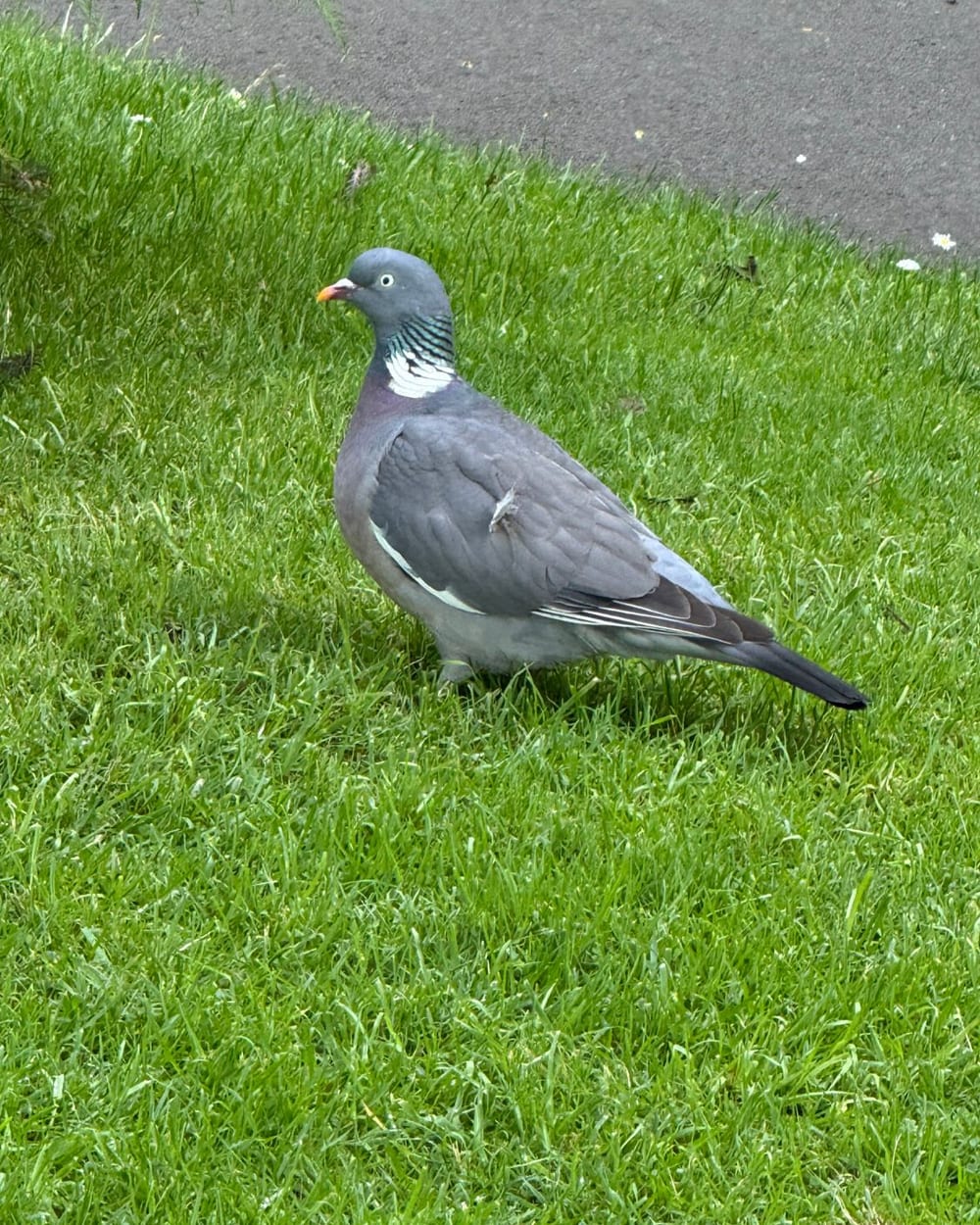 A wood pigeon standing in the grass