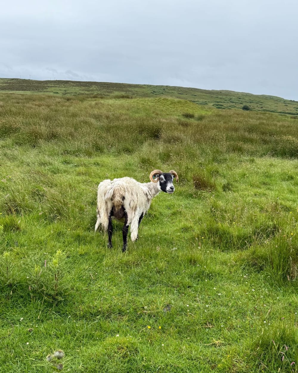 A sheep beside an Islay loch
