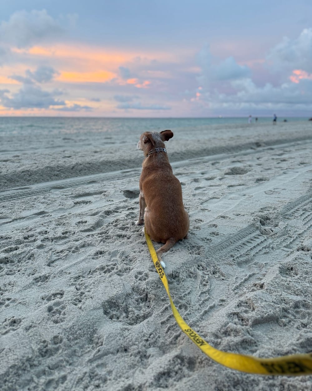 Windy, a small tan dog, sitting on the beach watching the sunset